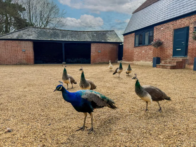 property Compatible Images}