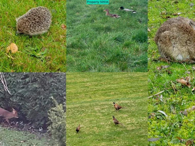 property Compatible Images}