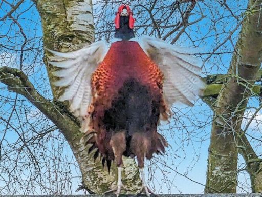 property Low res Images}