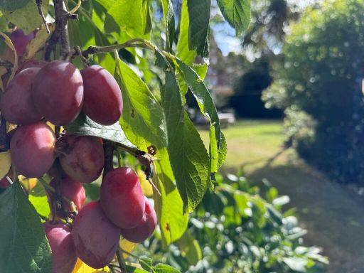 property Low res Images}