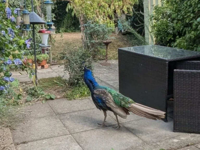 property Compatible Images}